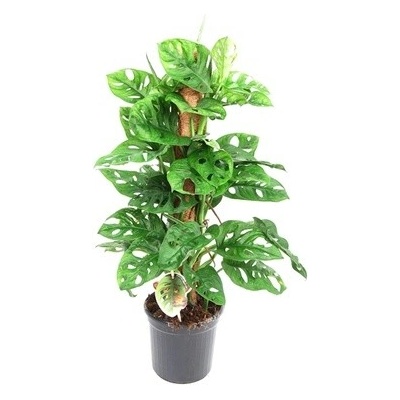Monstera obliqua Monkey Mask on moss pole 16x75 cm