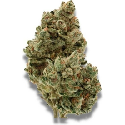 Growers Choice Frosty Gelato semena neobsahují THC 5 ks