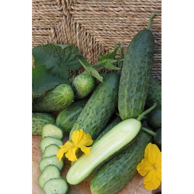 GEOSEMSELECT Корнишони Венера f1