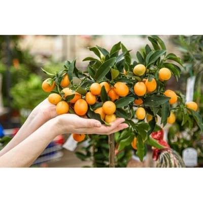 Kumquat (Citrus japonica) ´FORTUNELLA MARGARITA´ - výška 130-150 cm, obvod kmeňa 4/6 cm, kont. C10L