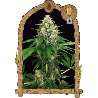 Exotic Seeds Mango Cream semena neobsahují THC 5 ks
