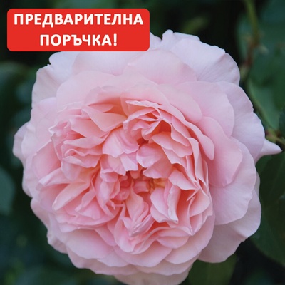 Guillot® Роза Sonia Rykiel®