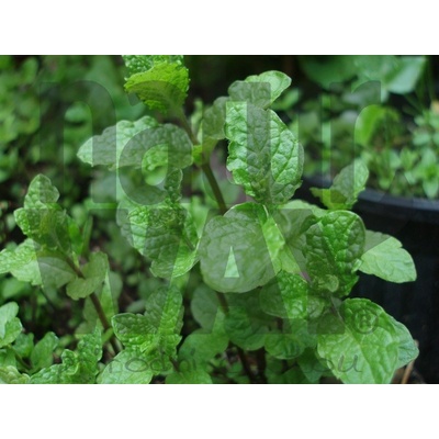 Grešík Máta kadeřavá list 50 g – Zbozi.Blesk.cz