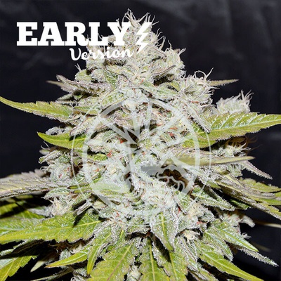 Delicious Seeds Bay Burger Early Version semienka neobsahujú THC 100 ks