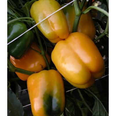 Paprika Mystery - Capsicum annuum - Semiačka - 15 ks