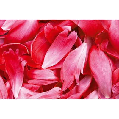 Dimex XL-529 vliesová fototapeta na zeď Červené lístky rozměry 330 x 220 cm