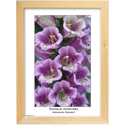 TRADAG Natura 21 x 29,7 - A4 přírodní – Zboží Živě