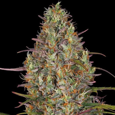 Barney's Farm Glue Gelato AUTO semienka neobsahujú THC 3 ks
