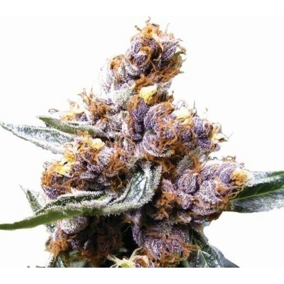 Nirvana Blueberry regular semienka neobsahujú THC 10 ks