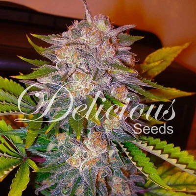 Delicious Seeds Caramelo semena neobsahují THC 3 ks