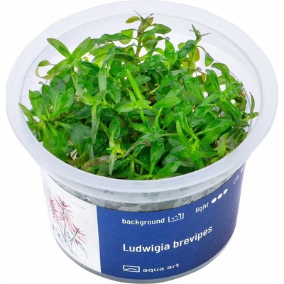 Ludwigia Brevipes