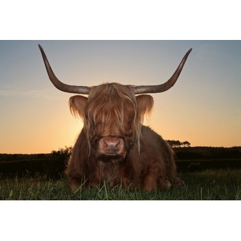 DIMEX ART s. r. o Флизелинов фототапет шотландско високопланинско говедо 375 x 250 см