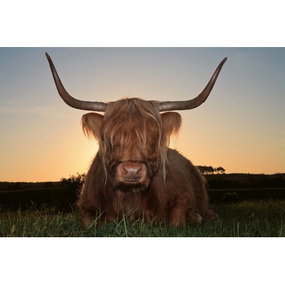 DIMEX ART Флизелинов фототапет шотландско високопланинско говедо 375 x 250 см