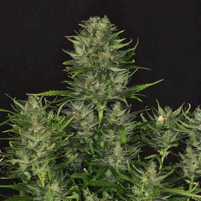 Kannabia Seeds Dosidos Auto semienka neobsahujú THC 10 ks