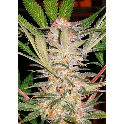 Sweet Seeds S.A.D. semienka neobsahujú THC 5 ks