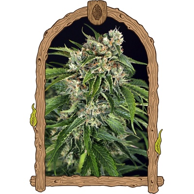 Exotic Seed Sir Jack Pure CBD Auto semienka neobsahujú THC 3 ks