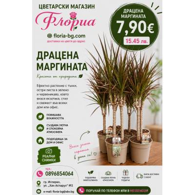 Драцена