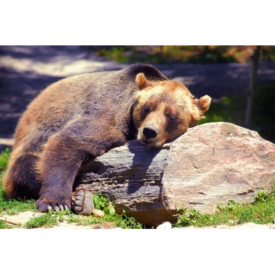 DIMEX ART Флизелинов фототапет спяща мечка гризли 375 x 250 см