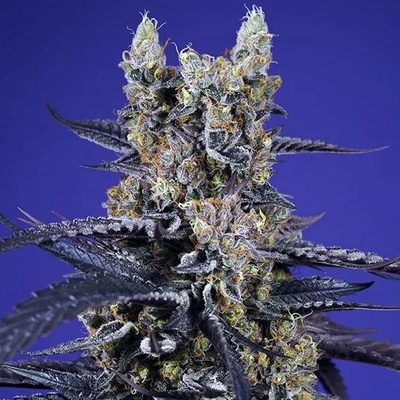 Sweet Seeds Super Boof XL Auto semena neobsahují THC 5 ks
