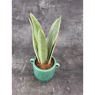 Sansevieria Metallica