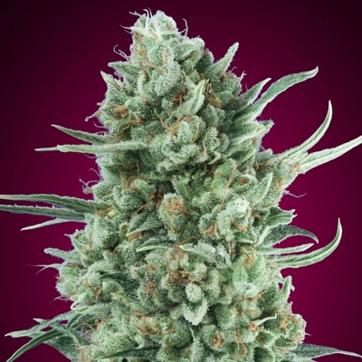 00 Seeds Bank AUTO Bubble Gum XXL semena neobsahují THC 5 ks