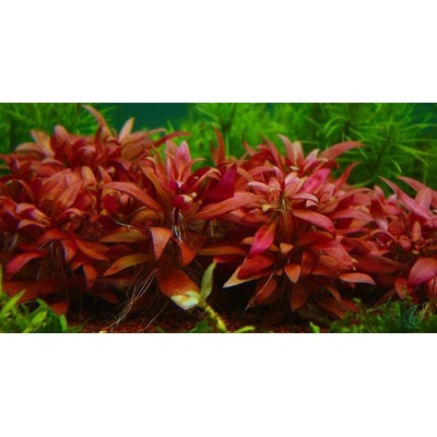 Alternanthera bettzickiana