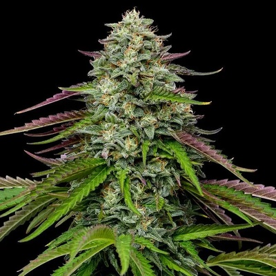 Humboldt Seed Company Garlic Budder Auto semienka neobsahujú THC 3 ks.