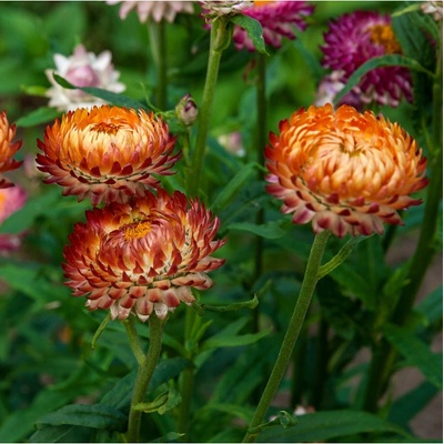 Slamienka bronzová - Helichrysum bracteatum - semená slamienky - 500 ks