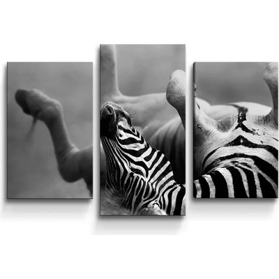 Sablio Obraz - 3-dílný Válajúca sa zebra - 75x50 cm
