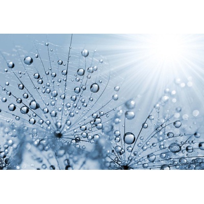 DIMEX ART Флизелинов фототапет синьо росно глухарче 375 x 250 см