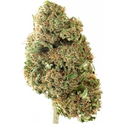 Populist 14% CBD květy Harlequin 0,3% THC 15 g – Zboží Mobilmania