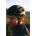 Pinnacle MIPS Road Cycling Helmet - Black