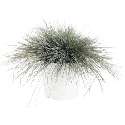 Kostrava sivá FloraSelf Festuca glauca 'Intense Blue' 15-30 cm kvetináč 5 l