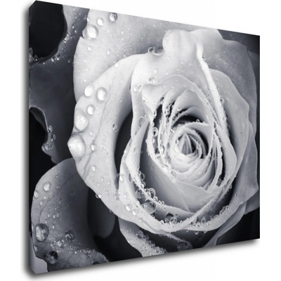 Impresi Obraz Černobílá růže s kapkami vody - 90 x 70 cm