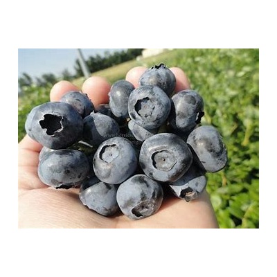 Čučoriedka Bonus sadenice 3/4 ročné, kontajner P9, PROMO cena