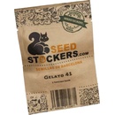 Seedstockers Gelato 41 semena neobsahují THC 5 ks