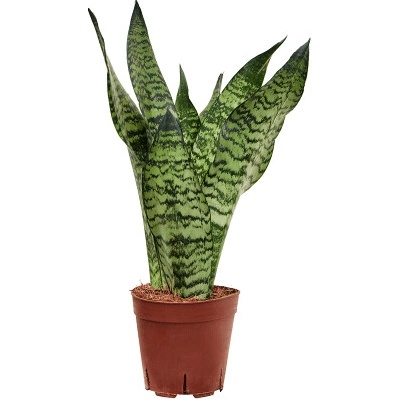Sansevieria zeylanica 14x45 cm