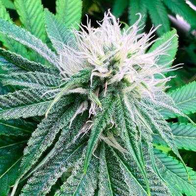 R-Kiem Seeds Banana Dessert regular semienka neobsahujú THC 10 ks