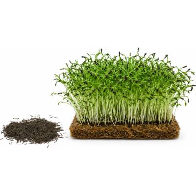 Kerblík microgreens 100 g