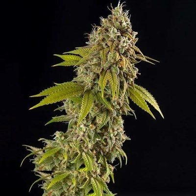 Spliff Seeds Girl Scout Cookies AUTO semena neobsahují THC 5 ks