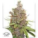 Dutch Passion AUTO Glueberry O.G. semena neobsahují THC 3 ks