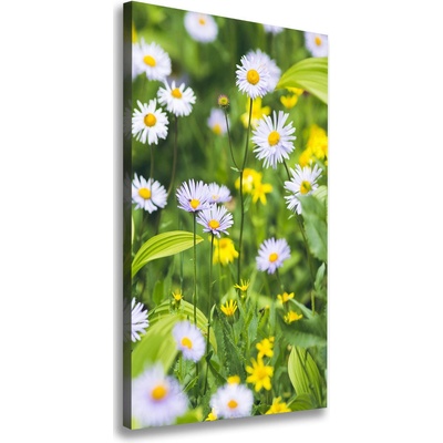 Vertikálny foto obraz na plátne do obývačky Sedmokrásky 50x100 cm