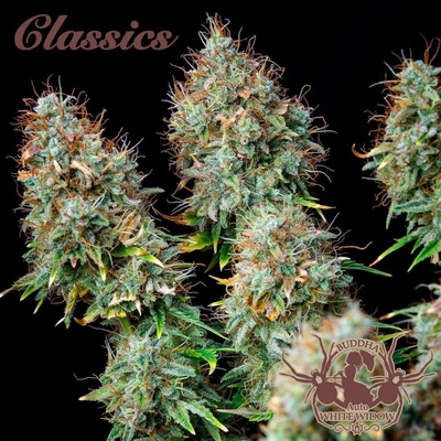 Buddha Seeds AUTO White Widow semena neobsahují THC 5 ks