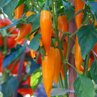 Chilli Bulharská mrkva - Capsicum Annuum - semená chilli - 6 ks