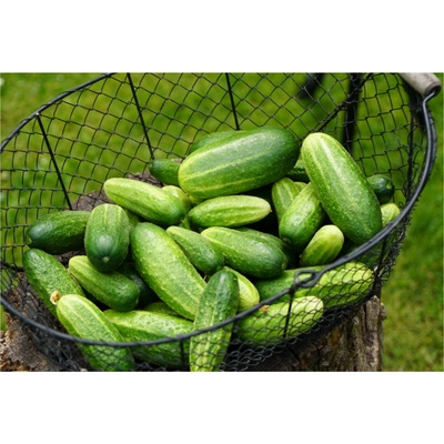 BIO Uhorka nakladačka Vorgebirgstrauben - Cucumis sativus - predaj bio semien - 10 ks