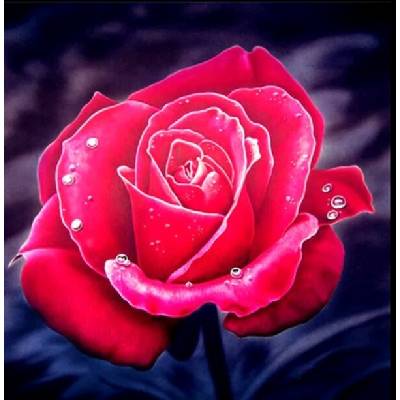 Червена роза 25/25 см