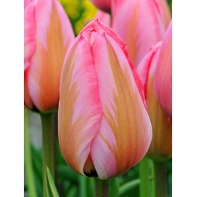 IMPRESSION - TULIPÁN Množství cibulek v jednom balení: 5 ks