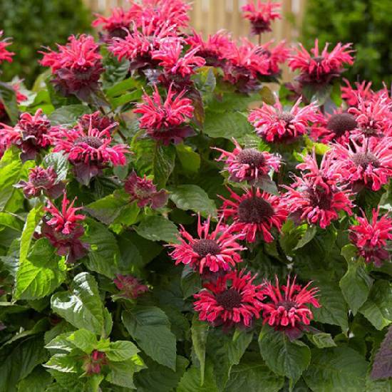 Poni Veni® Monarda 'Bee Happy' - monarda od 5,12 € - Heureka.sk