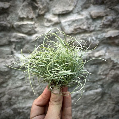 Tillandsia rectifola