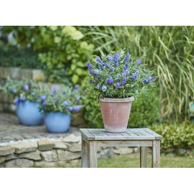 GREENBOSS FLOWER Motýlí keř zakrslý 'Sky Blue' Průměr květináče: 9 až 12 cm – Zboží Dáma